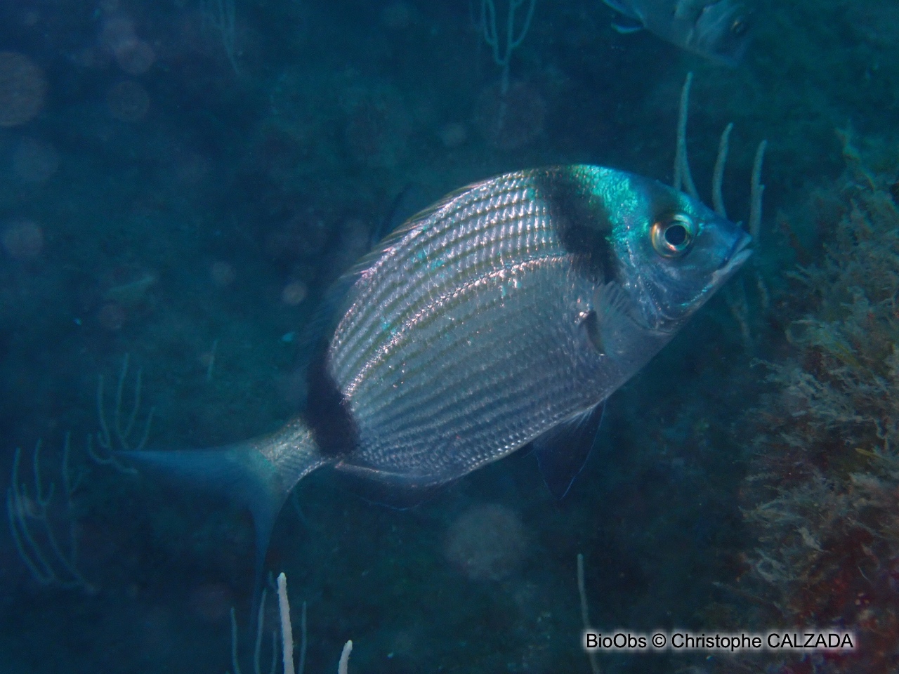 Sar à tête noire - Diplodus vulgaris - Christophe CALZADA - BioObs