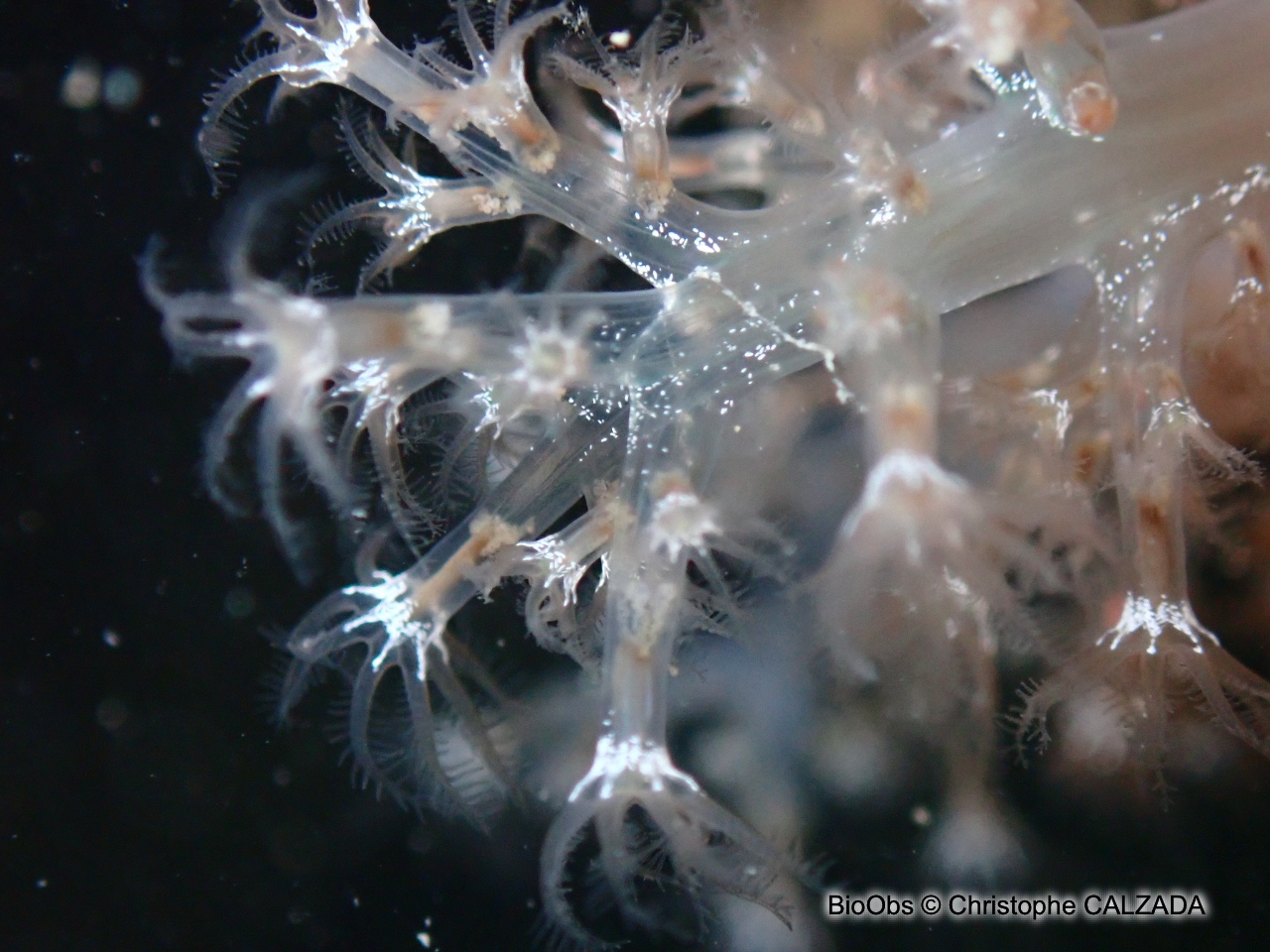 Alcyon translucide - Paralcyonium spinulosum - Christophe CALZADA - BioObs