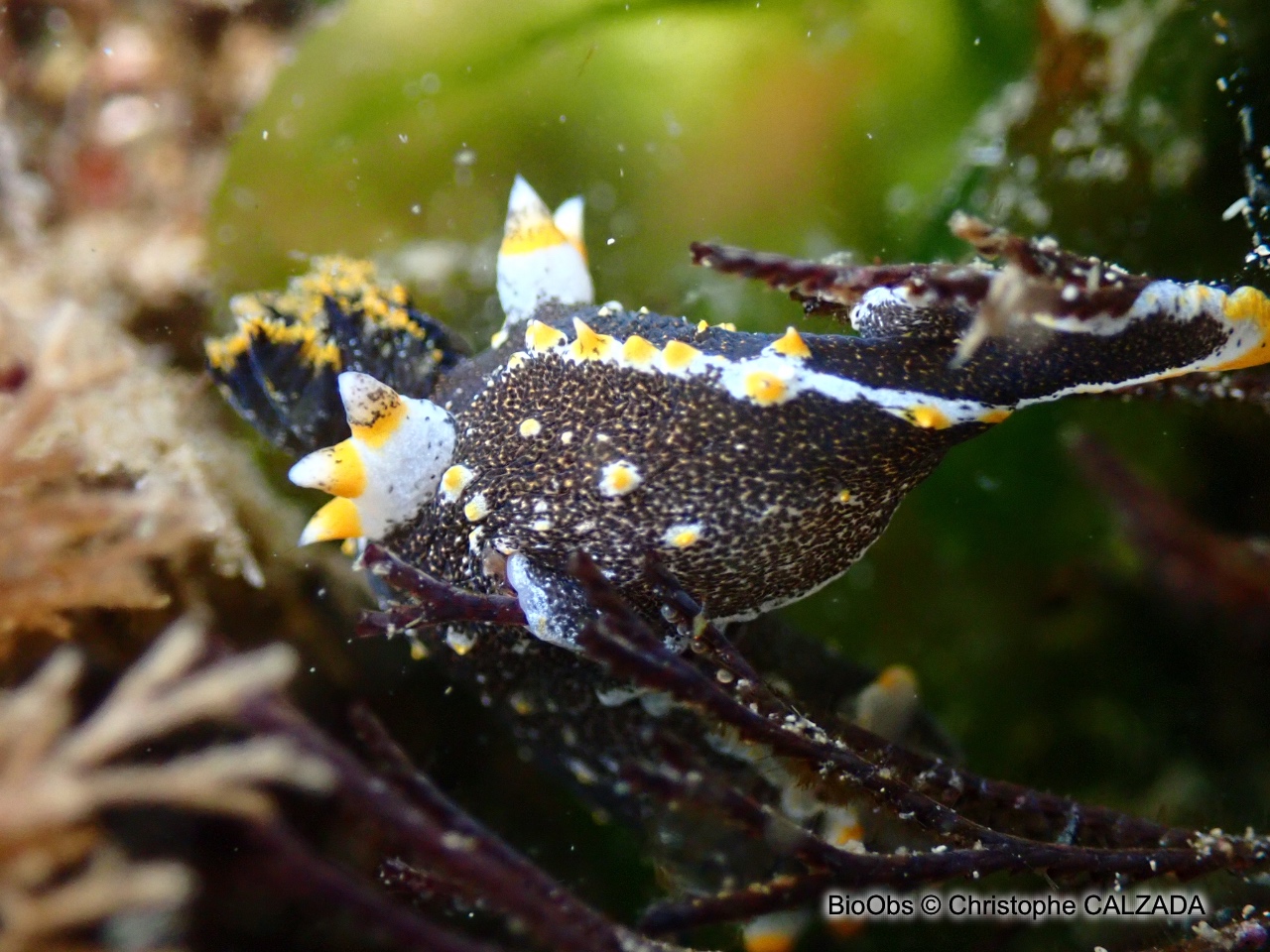 Polycère de Hedgpeth - Polycera hedgpethi - Christophe CALZADA - BioObs