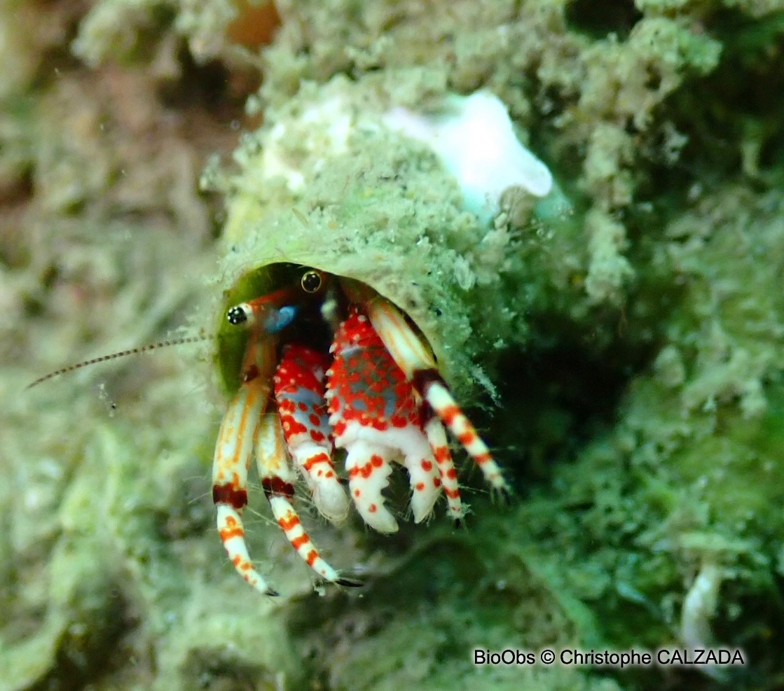 Pagure sédentaire - Calcinus tubularis - Christophe CALZADA - BioObs