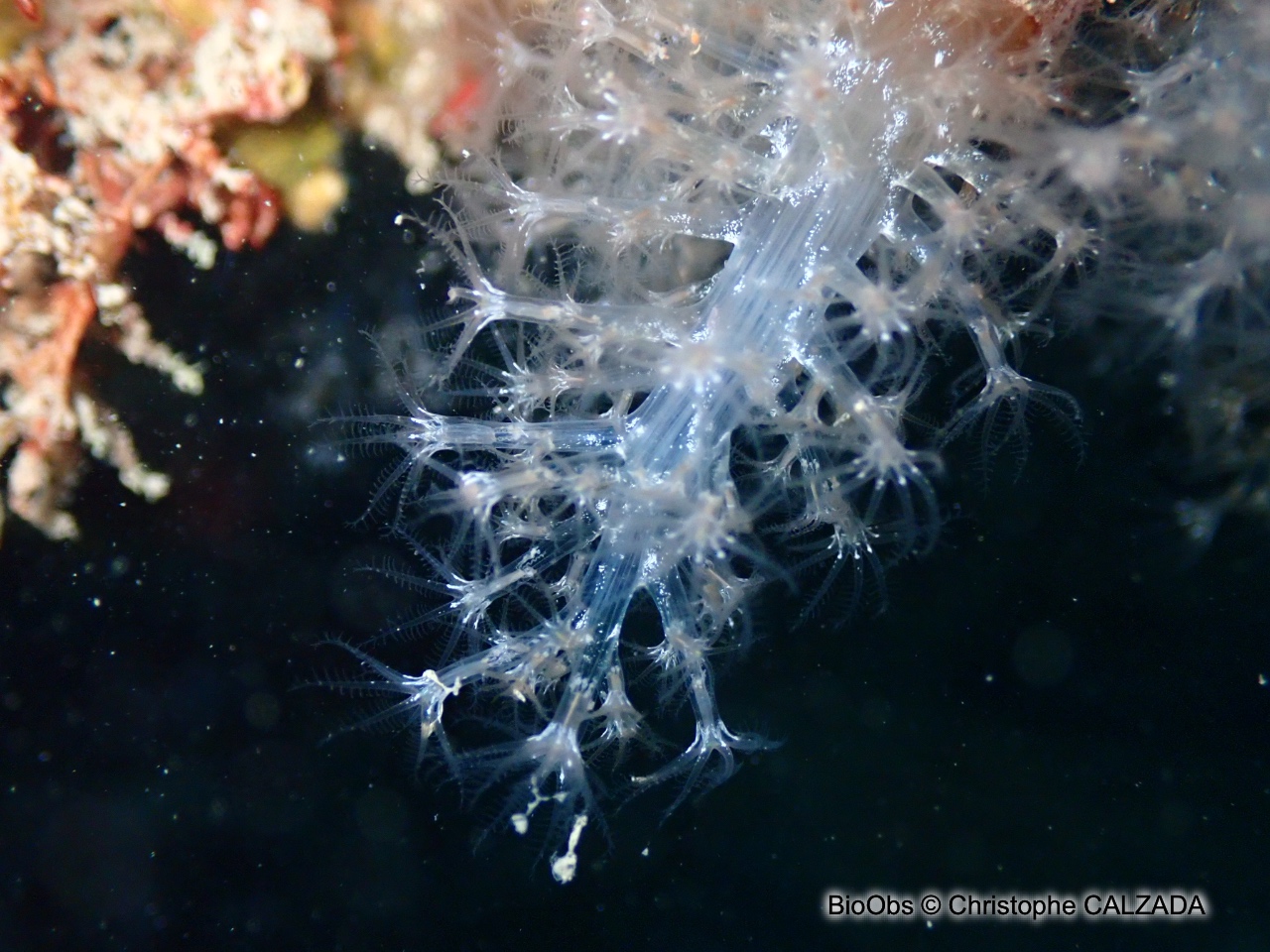 Alcyon translucide - Paralcyonium spinulosum - Christophe CALZADA - BioObs