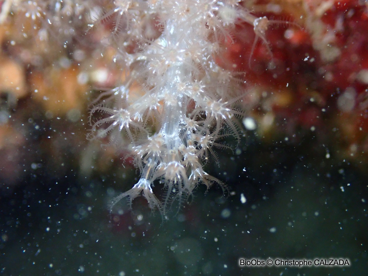 Alcyon translucide - Paralcyonium spinulosum - Christophe CALZADA - BioObs