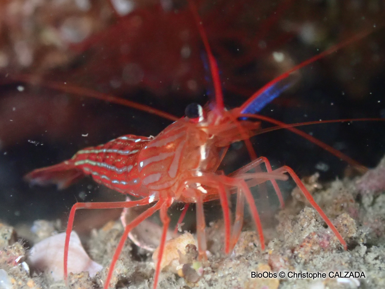 Crevette nettoyeuse rouge - Lysmata seticaudata