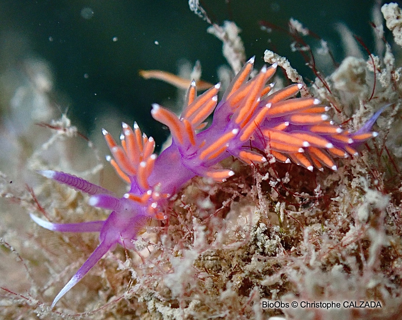 Flabelline d'Ischia - Paraflabellina ischitana - Christophe CALZADA - BioObs