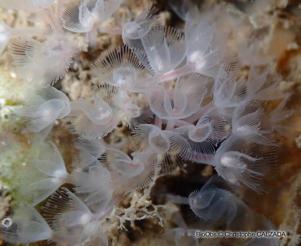 Phoronidien - Phoronis sp - Christophe CALZADA - BioObs