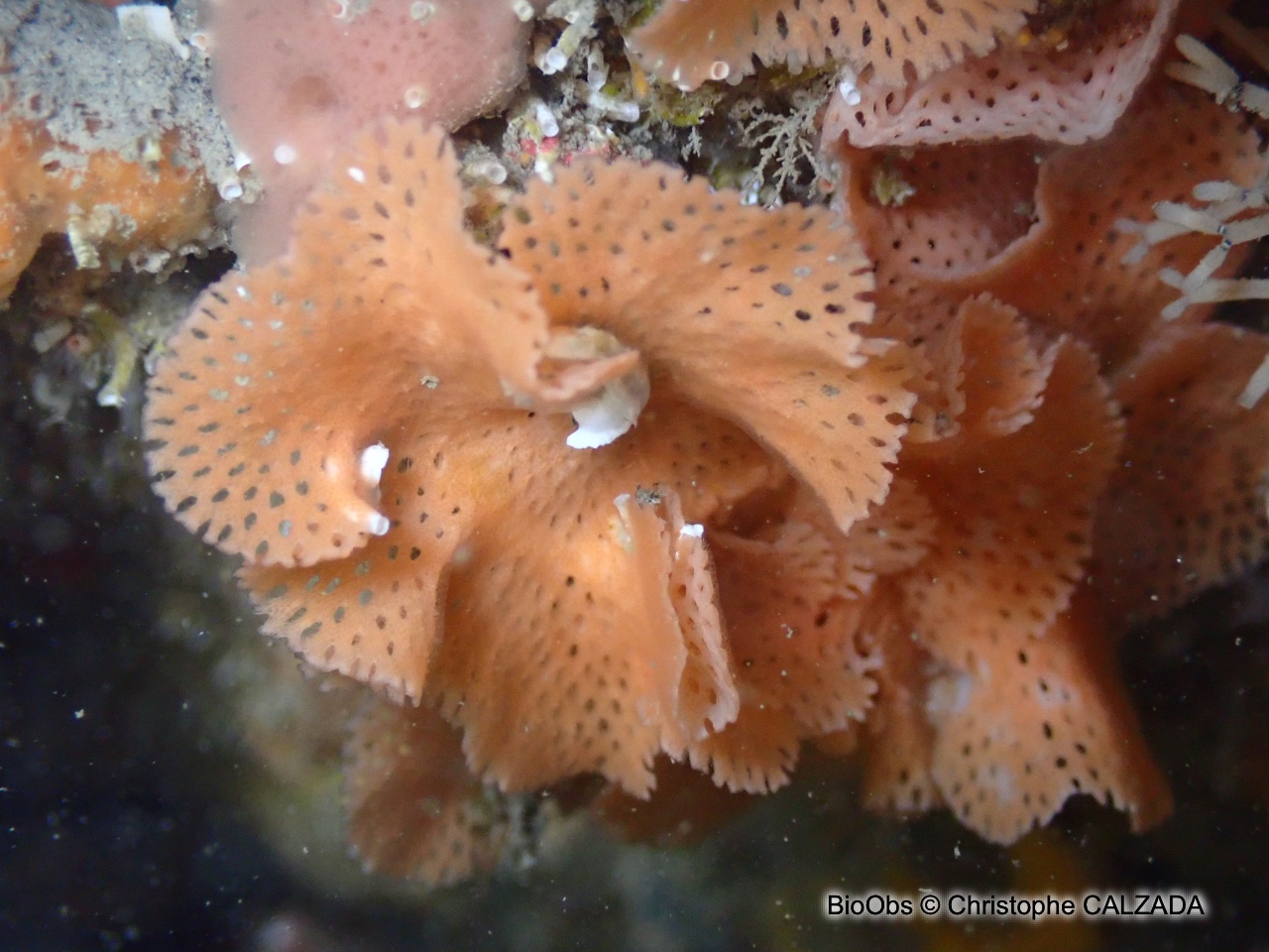 Dentelle de Neptune - Reteporella grimaldii - Christophe CALZADA - BioObs