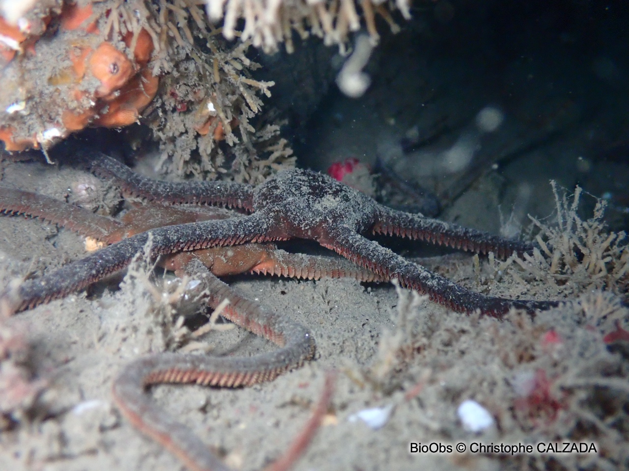 Ophiure lisse - Ophioderma longicaudum - Christophe CALZADA - BioObs