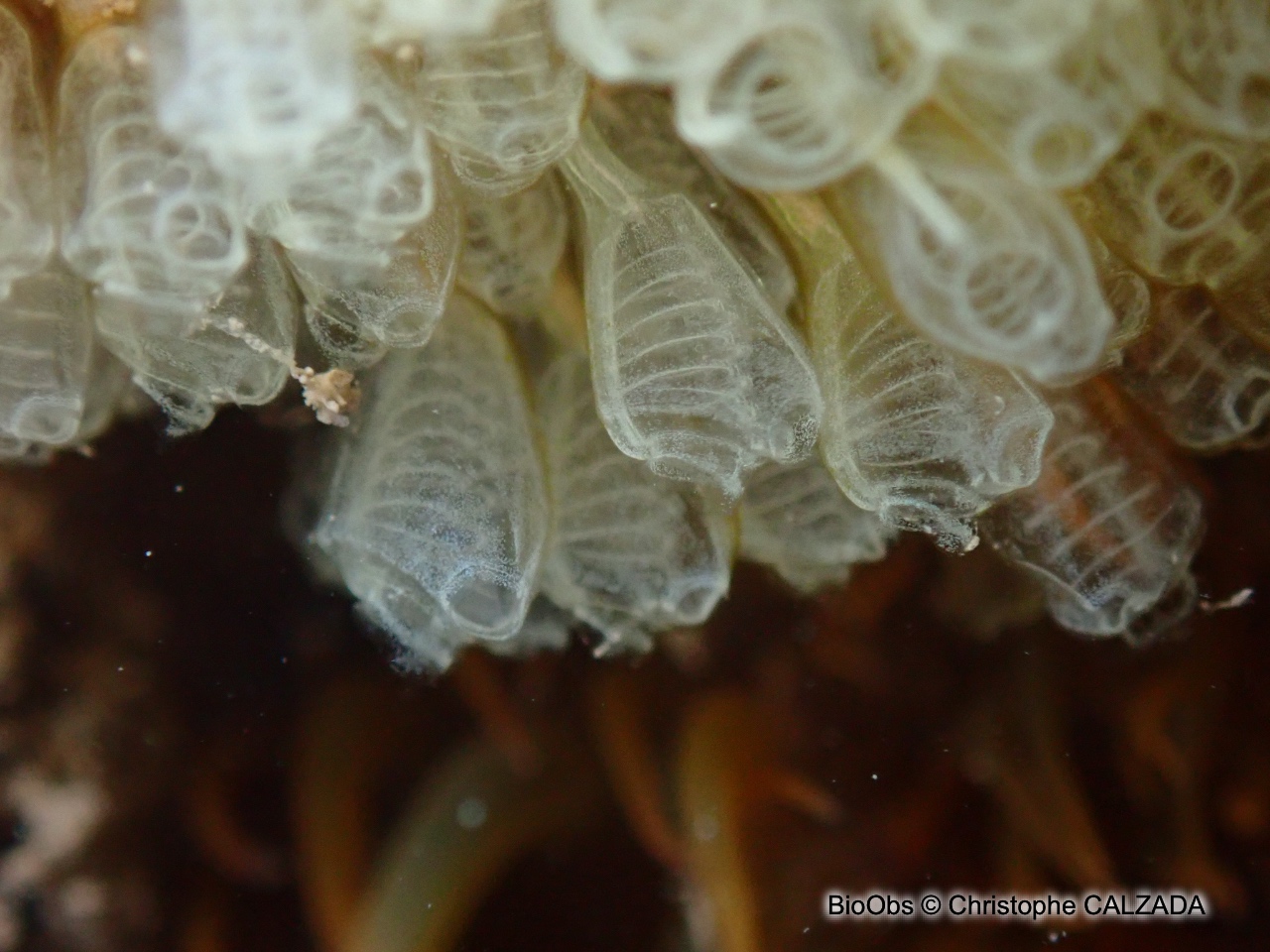 Clavelines naines - Pycnoclavella communis/ nana - Christophe CALZADA - BioObs