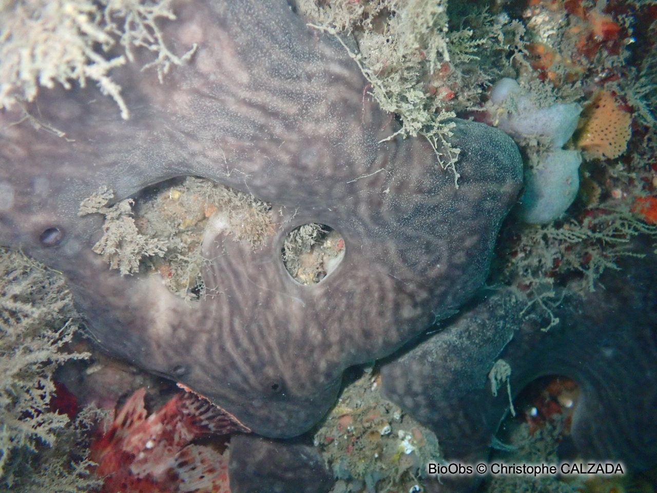 Eponge rognon - Chondrosia reniformis - Christophe CALZADA - BioObs
