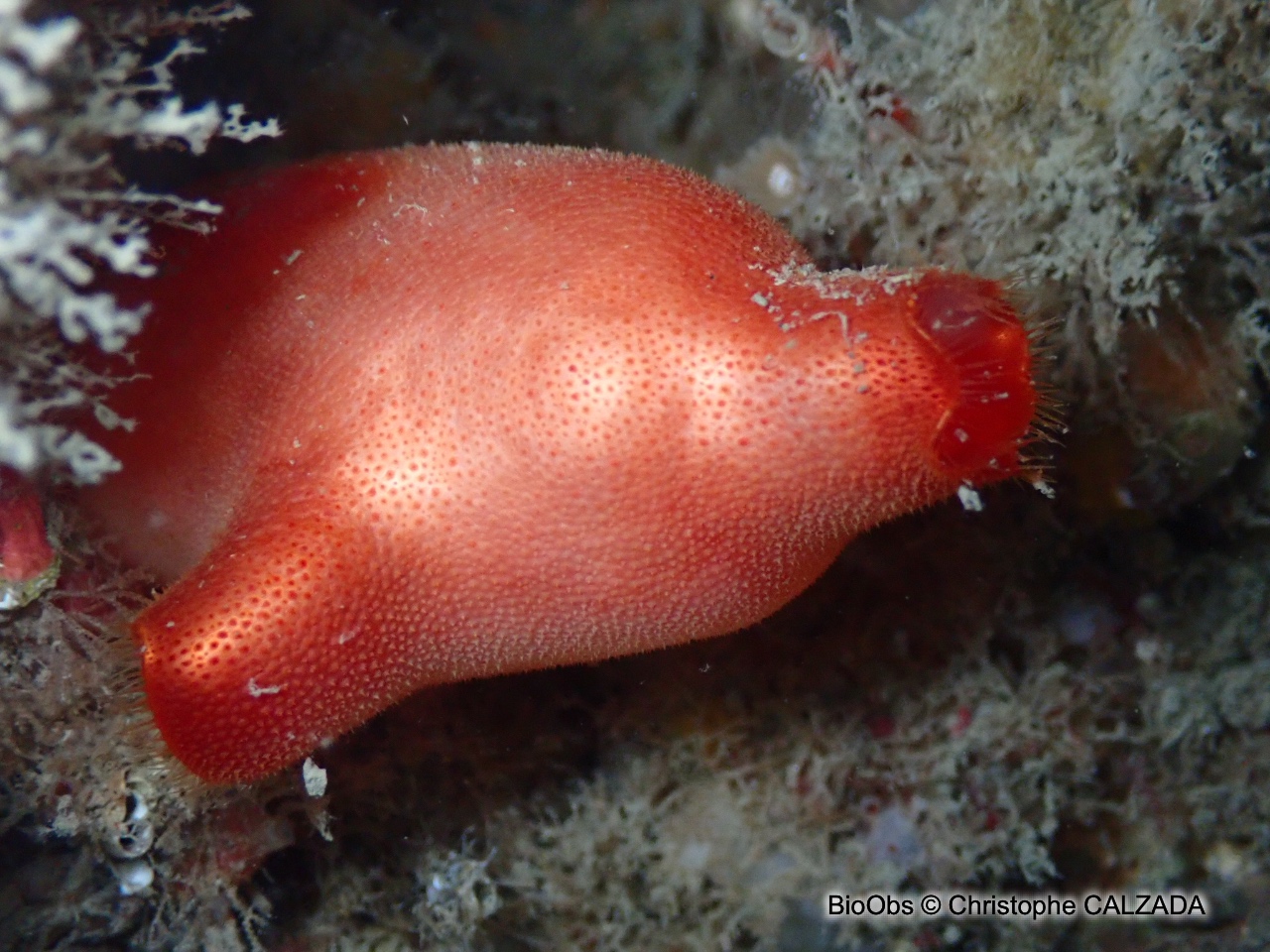 Ascidie rouge - Halocynthia papillosa - Christophe CALZADA - BioObs