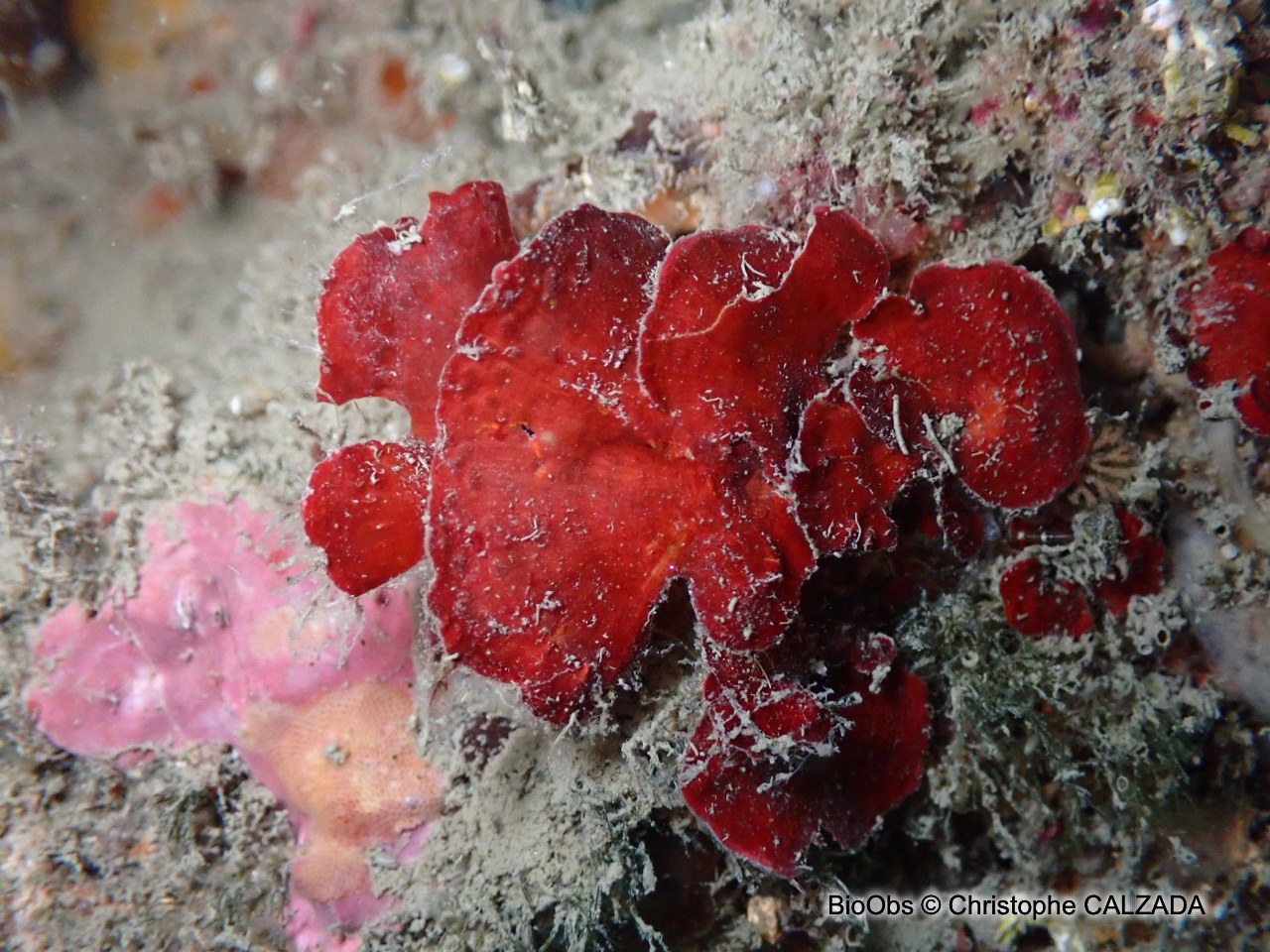 Peyssonnele rouge - Peyssonnelia rubra - Christophe CALZADA - BioObs