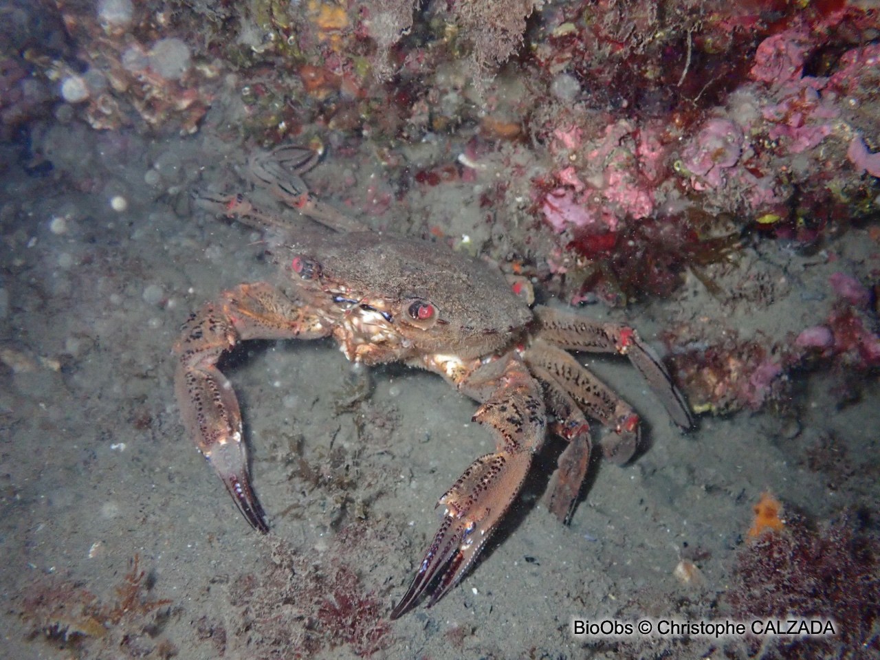 Etrille commune - Necora puber - Christophe CALZADA - BioObs