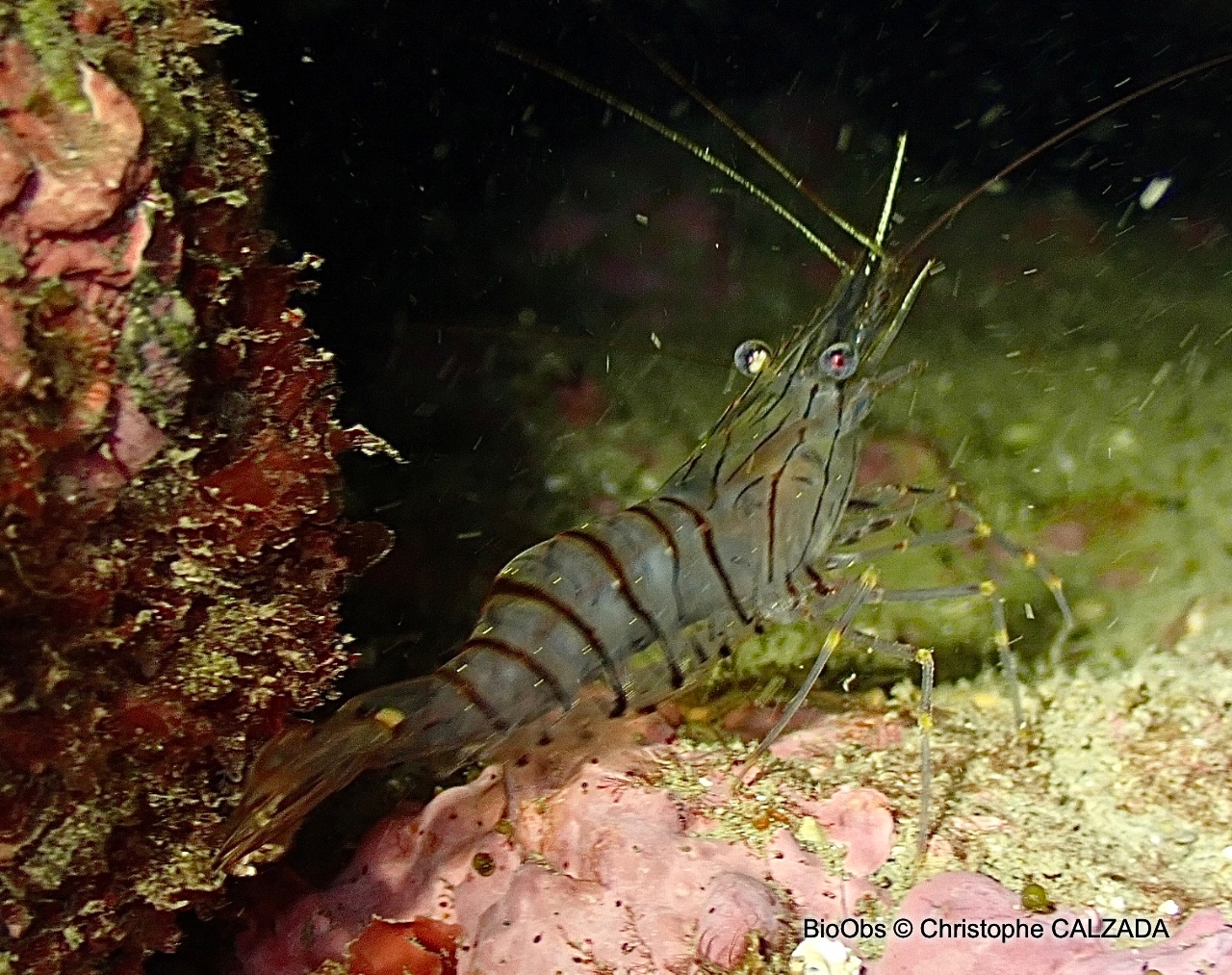 Grande crevette rose - Palaemon serratus - Christophe CALZADA - BioObs