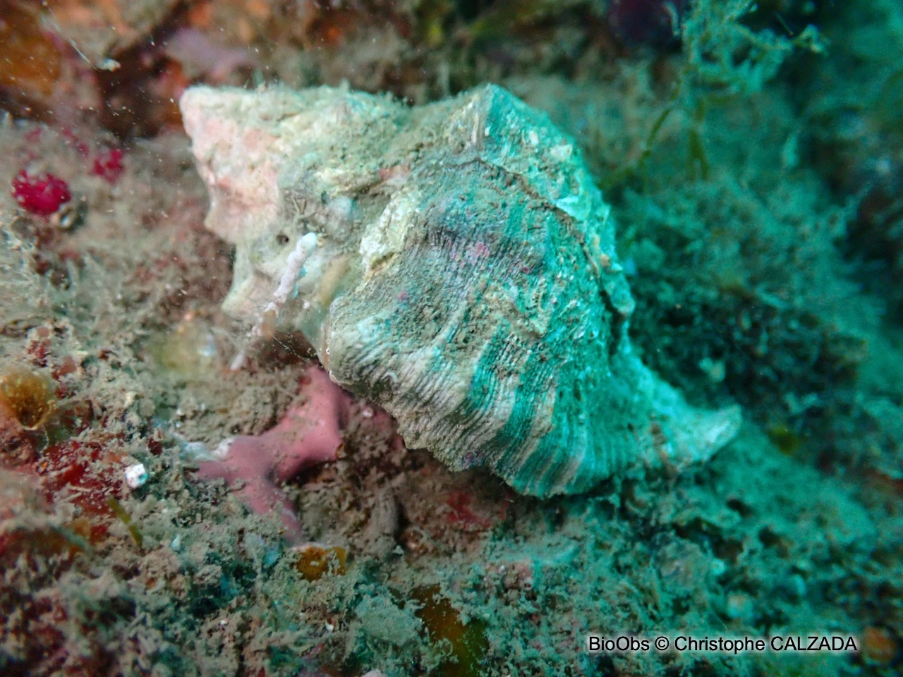 Rocher fascié - Hexaplex trunculus - Christophe CALZADA - BioObs