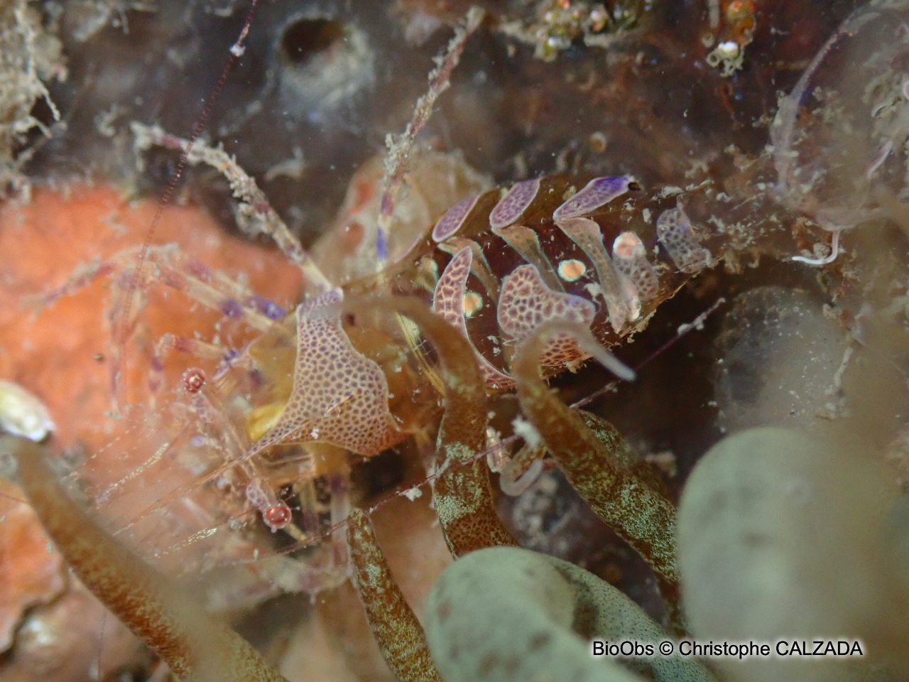 Péricliménès améthyste - Periclimenes amethysteus - Christophe CALZADA - BioObs