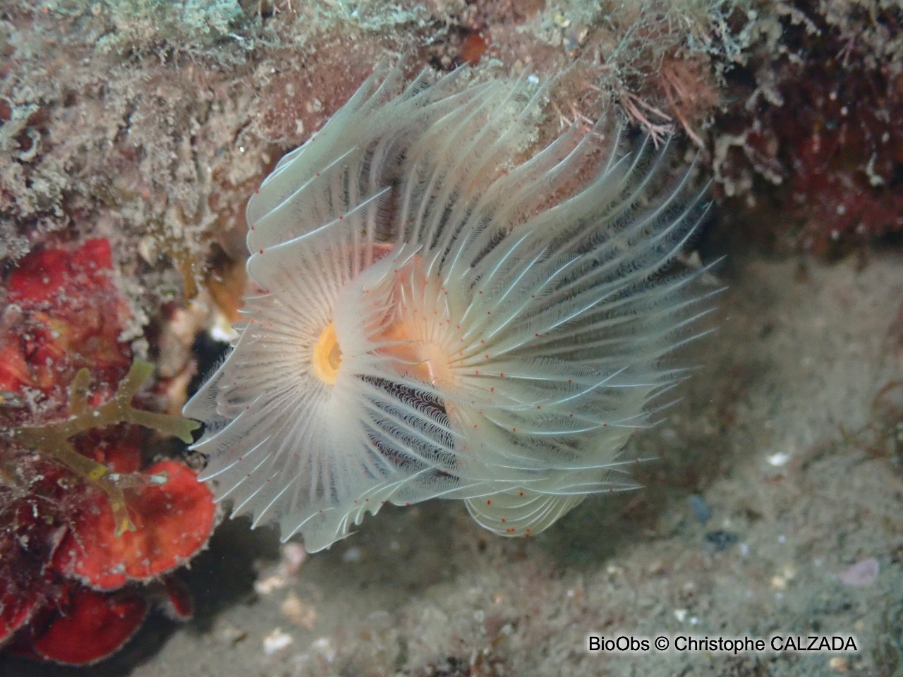 Protule lisse - Protula tubularia - Christophe CALZADA - BioObs