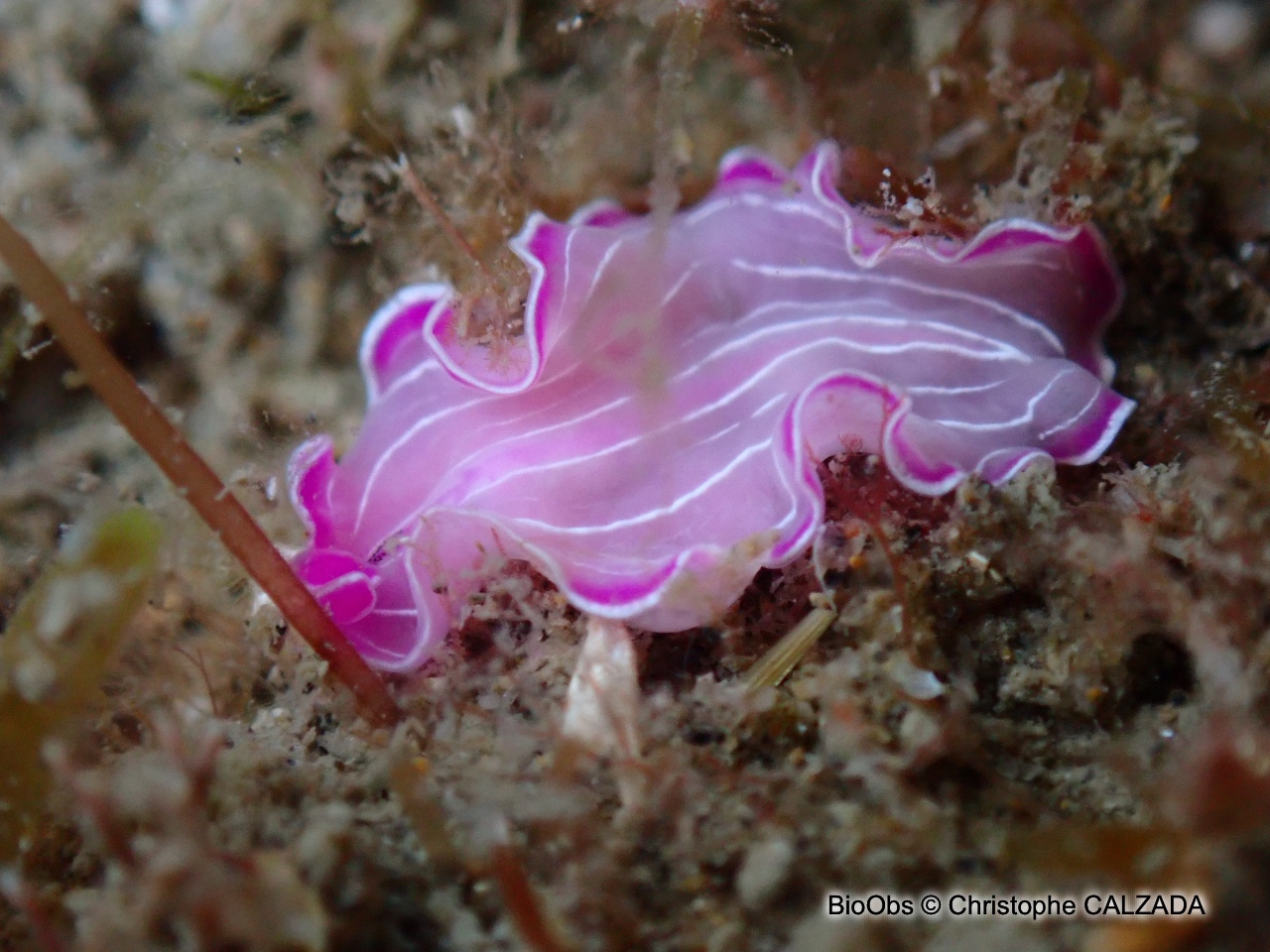 Ver plat rose de Méditerranée - Prostheceraeus roseus - Christophe CALZADA - BioObs