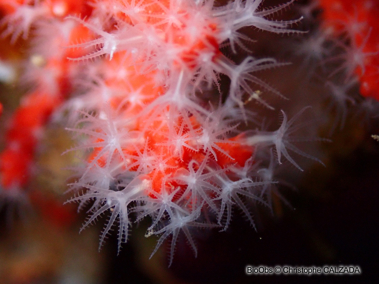 Corail rouge - Corallium rubrum - Christophe CALZADA - BioObs
