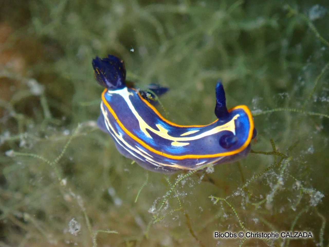 Doris de Fontandrau - Felimare fontandraui - Christophe CALZADA - BioObs