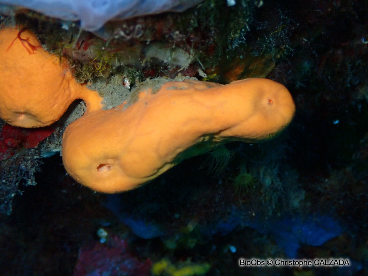 Agelas orangée - Agelas oroides - Christophe CALZADA - BioObs