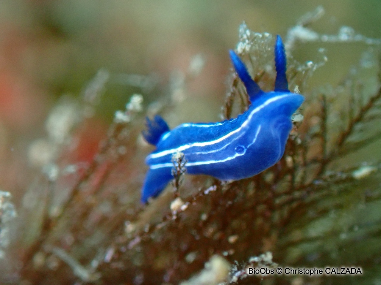 Doris céleste - Felimare orsinii - Christophe CALZADA - BioObs