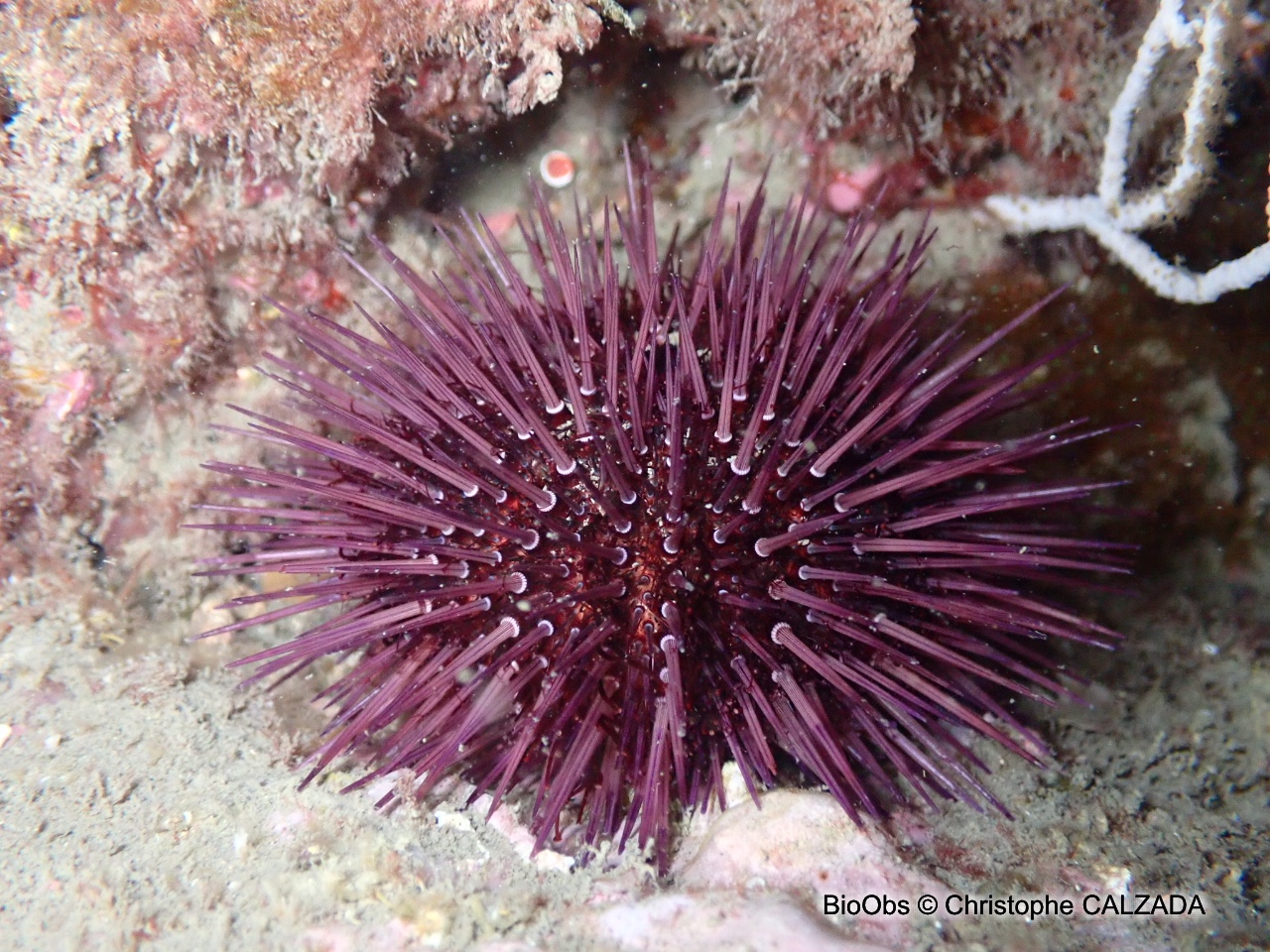 Oursin violet - Paracentrotus lividus - Christophe CALZADA - BioObs