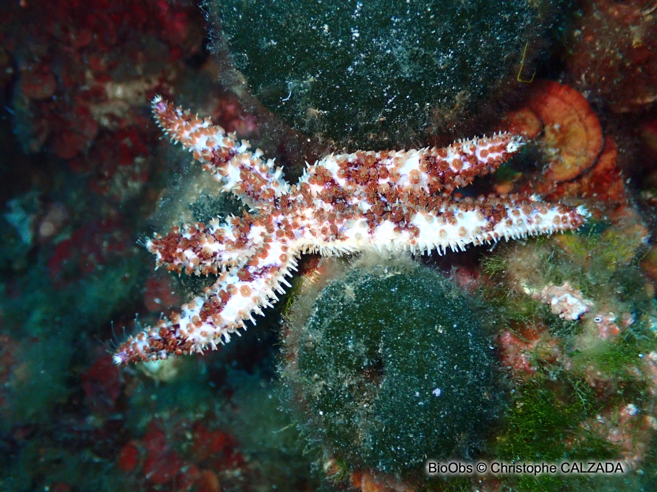 Etoile de mer épineuse - Coscinasterias tenuispina - Christophe CALZADA - BioObs