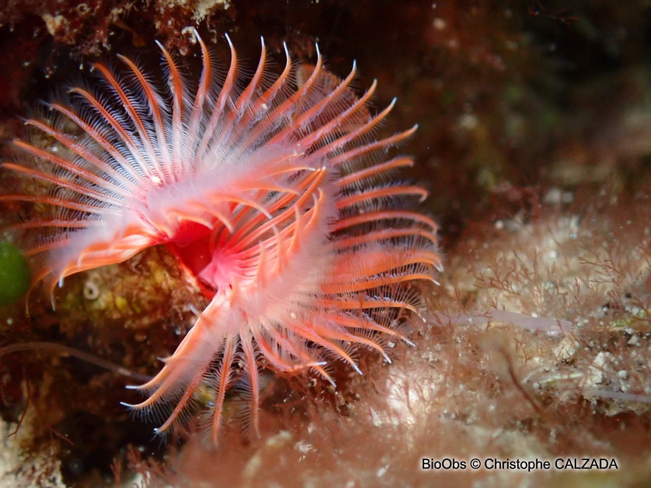 Serpule - Serpula vermicularis - Christophe CALZADA - BioObs