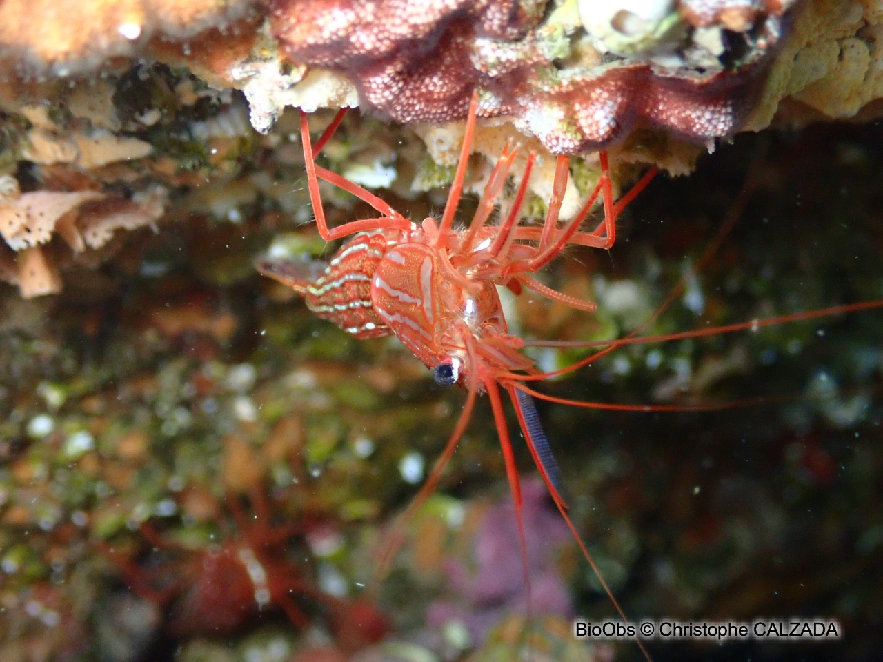 Crevette cavernicole rayée - Plesionika narval - Christophe CALZADA - BioObs