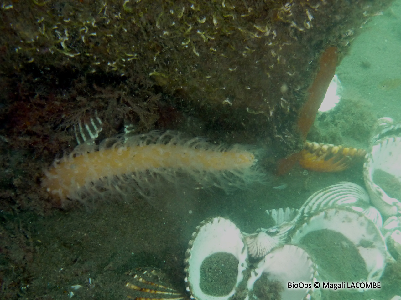 Vérétille - Veretillum cynomorium - Magali LACOMBE - BioObs