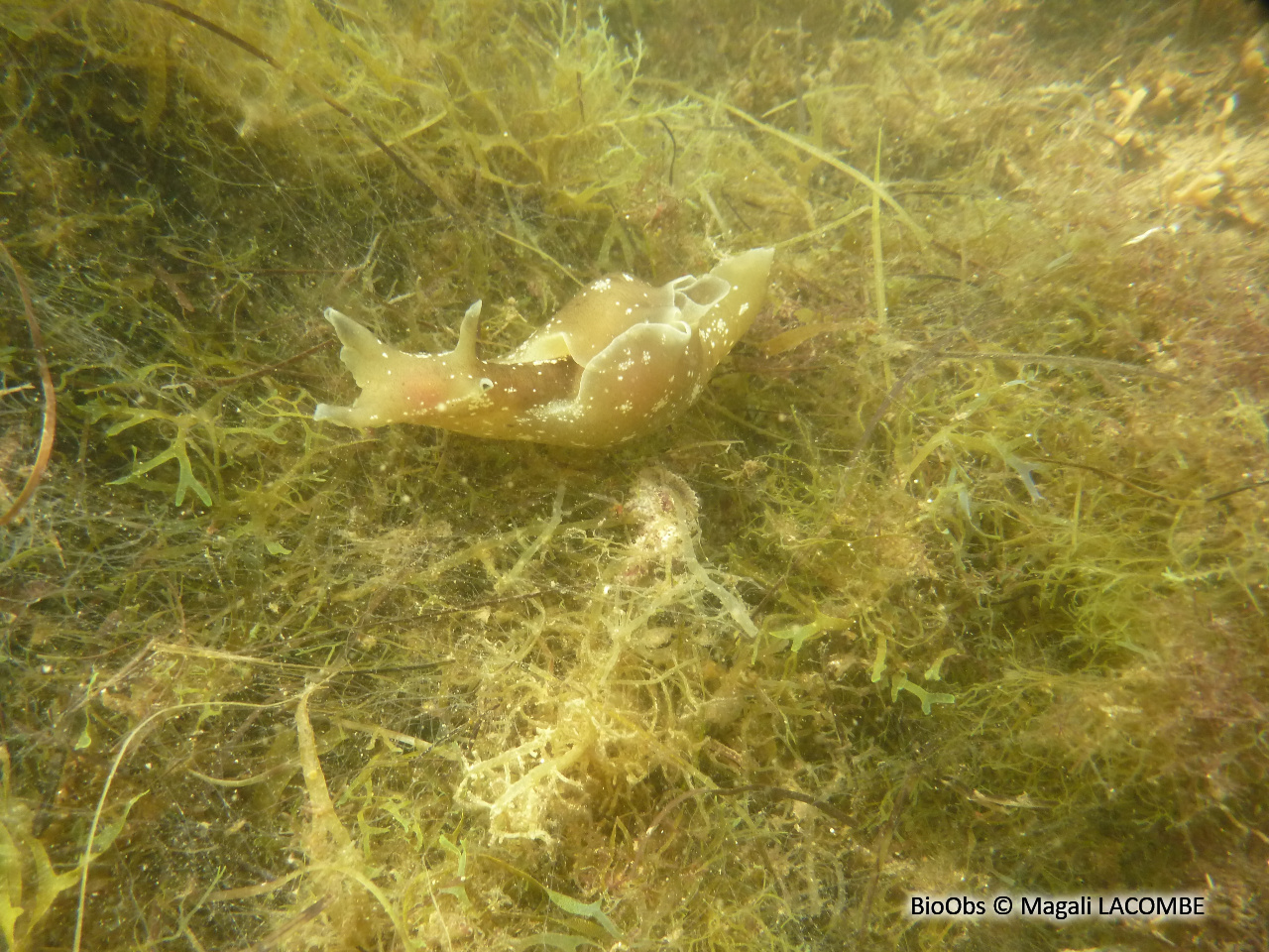 Lièvre de mer (depilans) - Aplysia depilans - Magali LACOMBE - BioObs