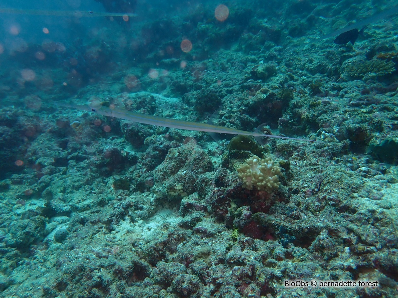 Poisson-flûte à taches bleues - Fistularia commersonii - bernadette forest - BioObs