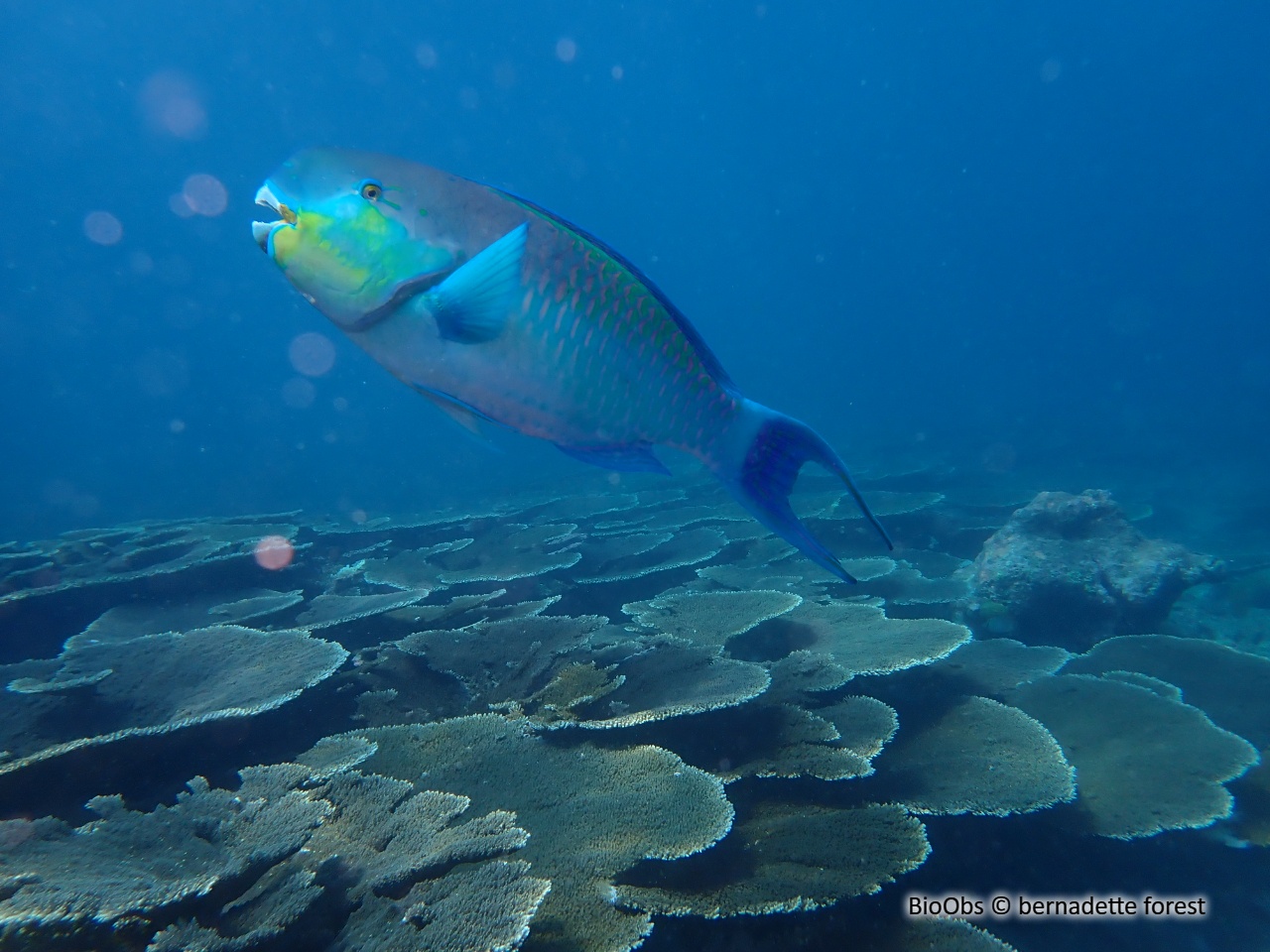 Perroquet grand bleu - Chlorurus strongylocephalus - bernadette forest - BioObs