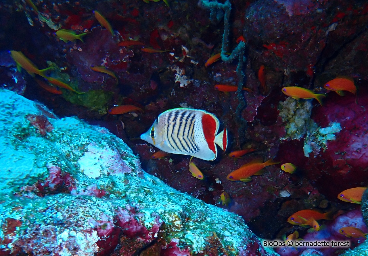 Poisson-papillon orange - Chaetodon paucifasciatus - bernadette forest - BioObs