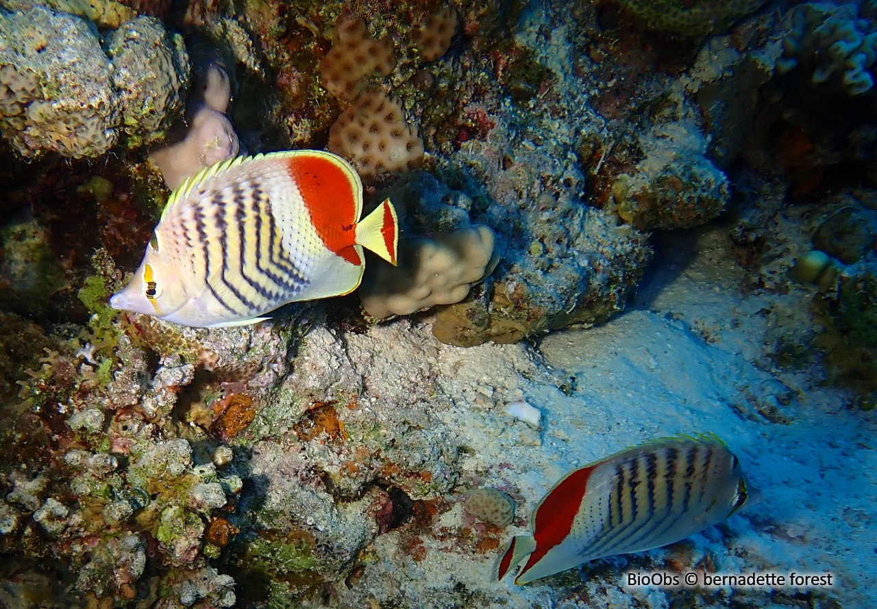 Poisson-papillon orange - Chaetodon paucifasciatus - bernadette forest - BioObs