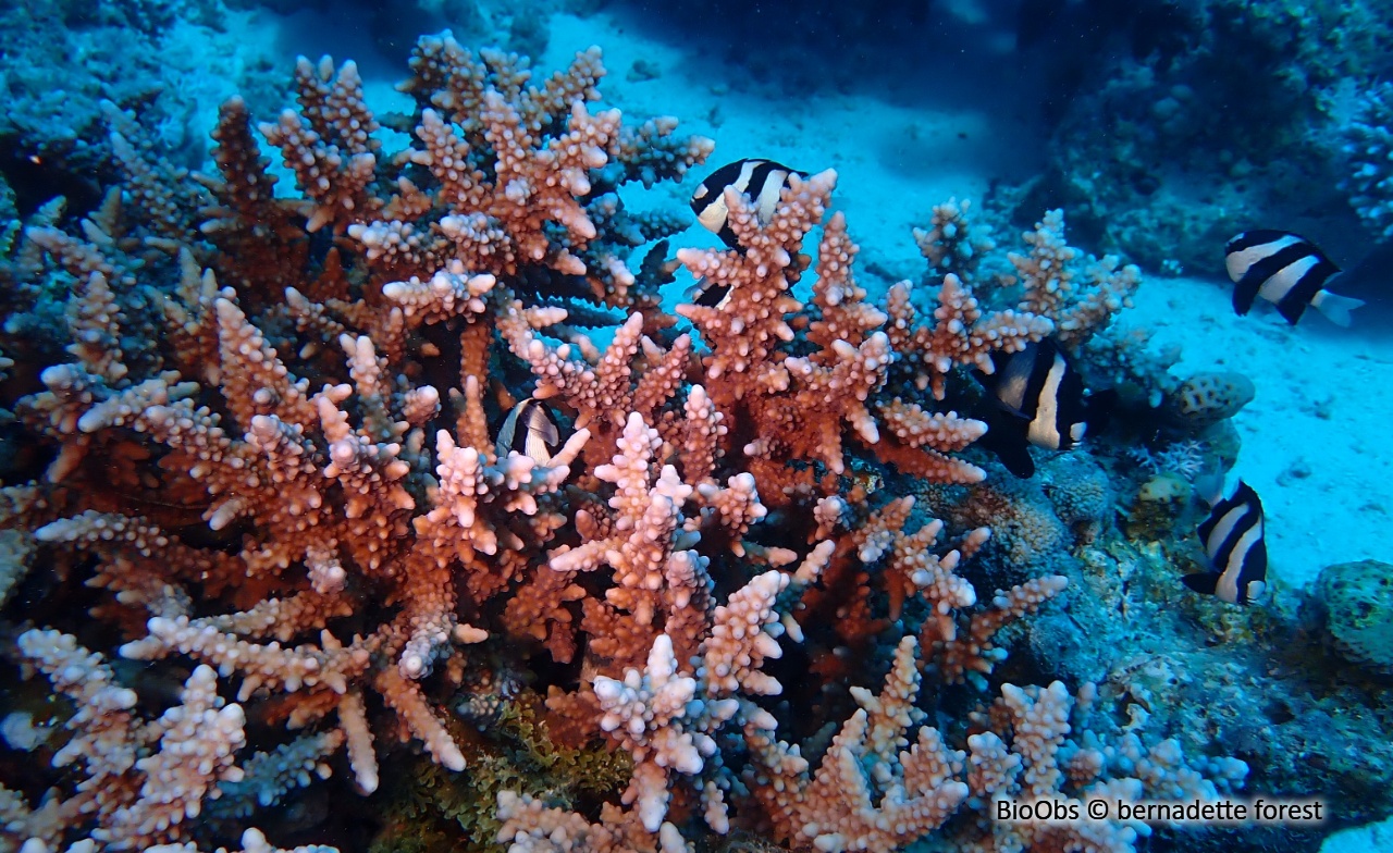 Demoiselle à trois bandes noires de l'Océan Indien - Dascyllus abudafur - bernadette forest - BioObs