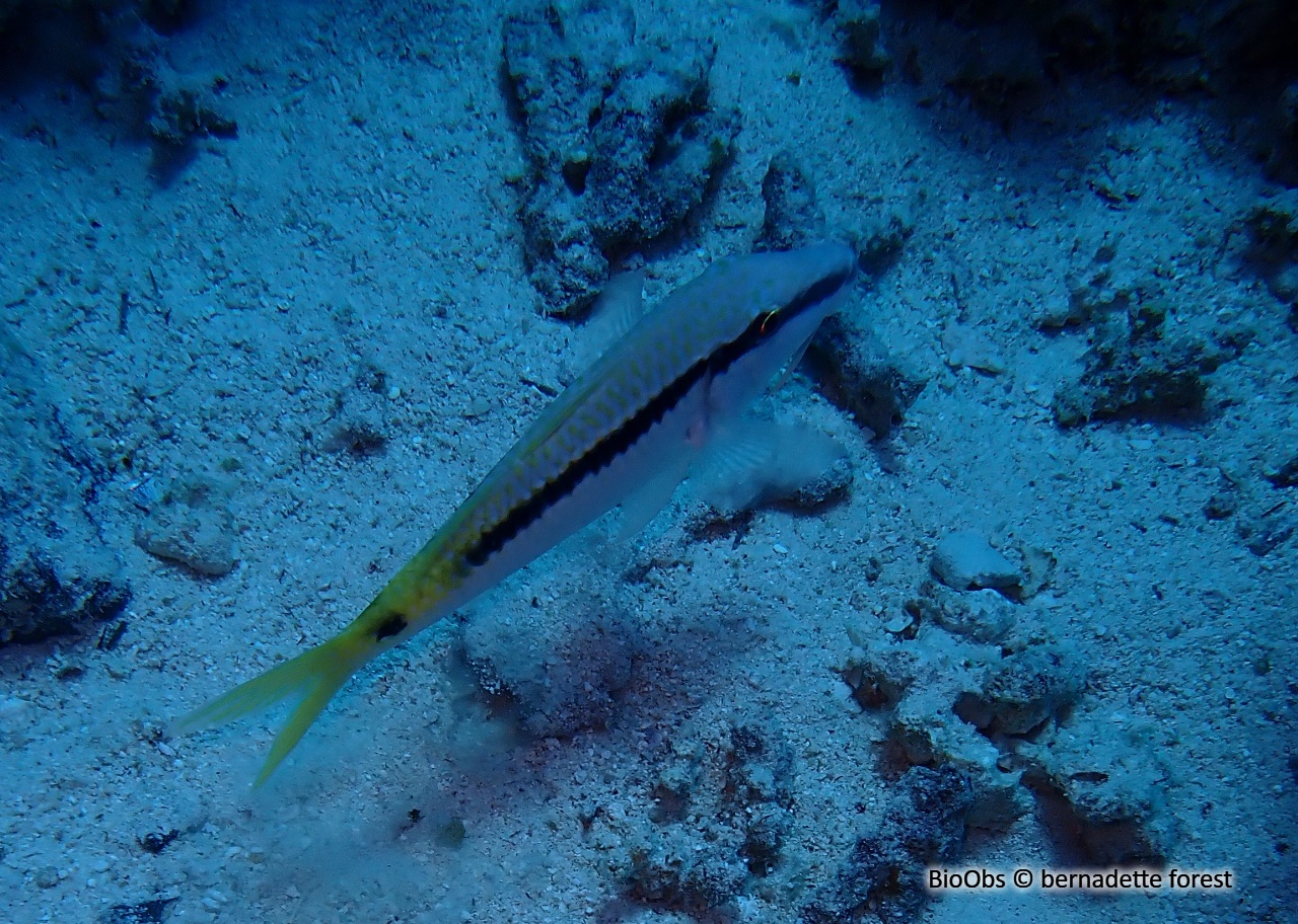 Rouget de Mer Rouge - Parupeneus forsskali - bernadette forest - BioObs