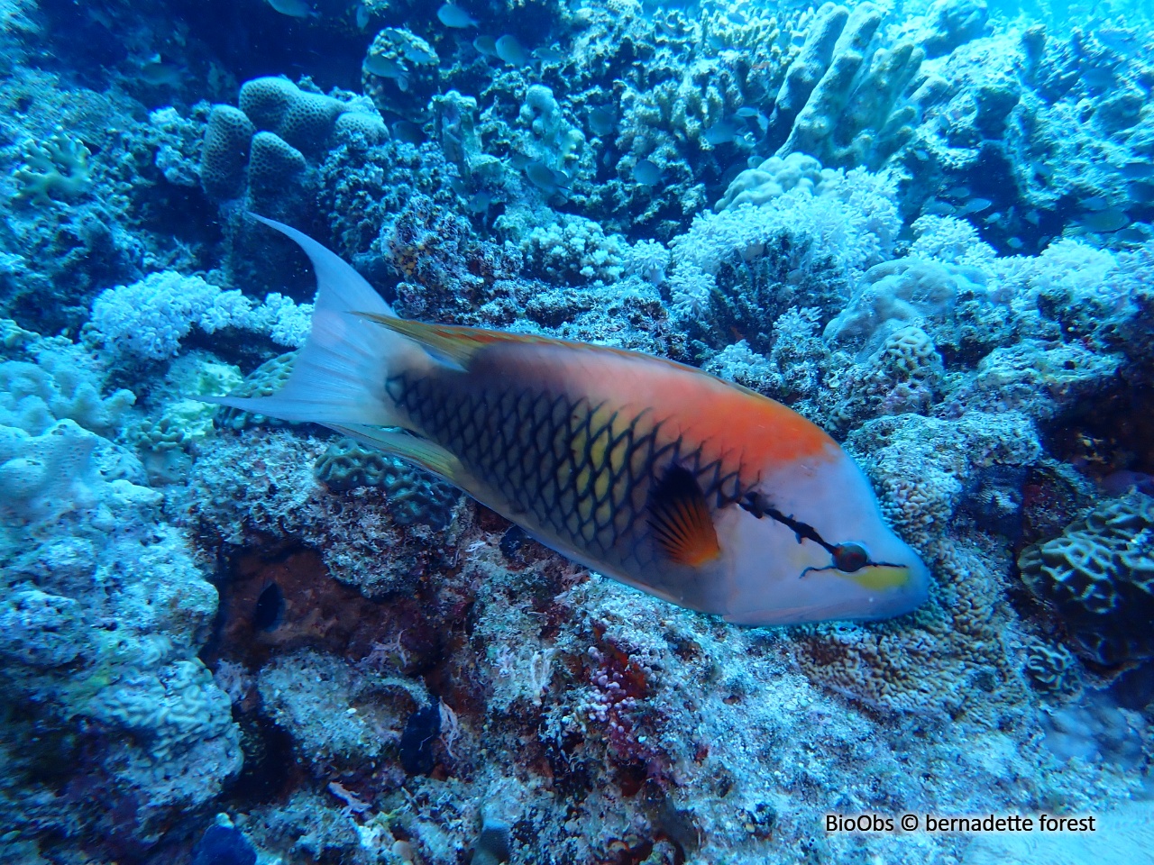 Labre à long museau - Epibulus insidiator - bernadette forest - BioObs