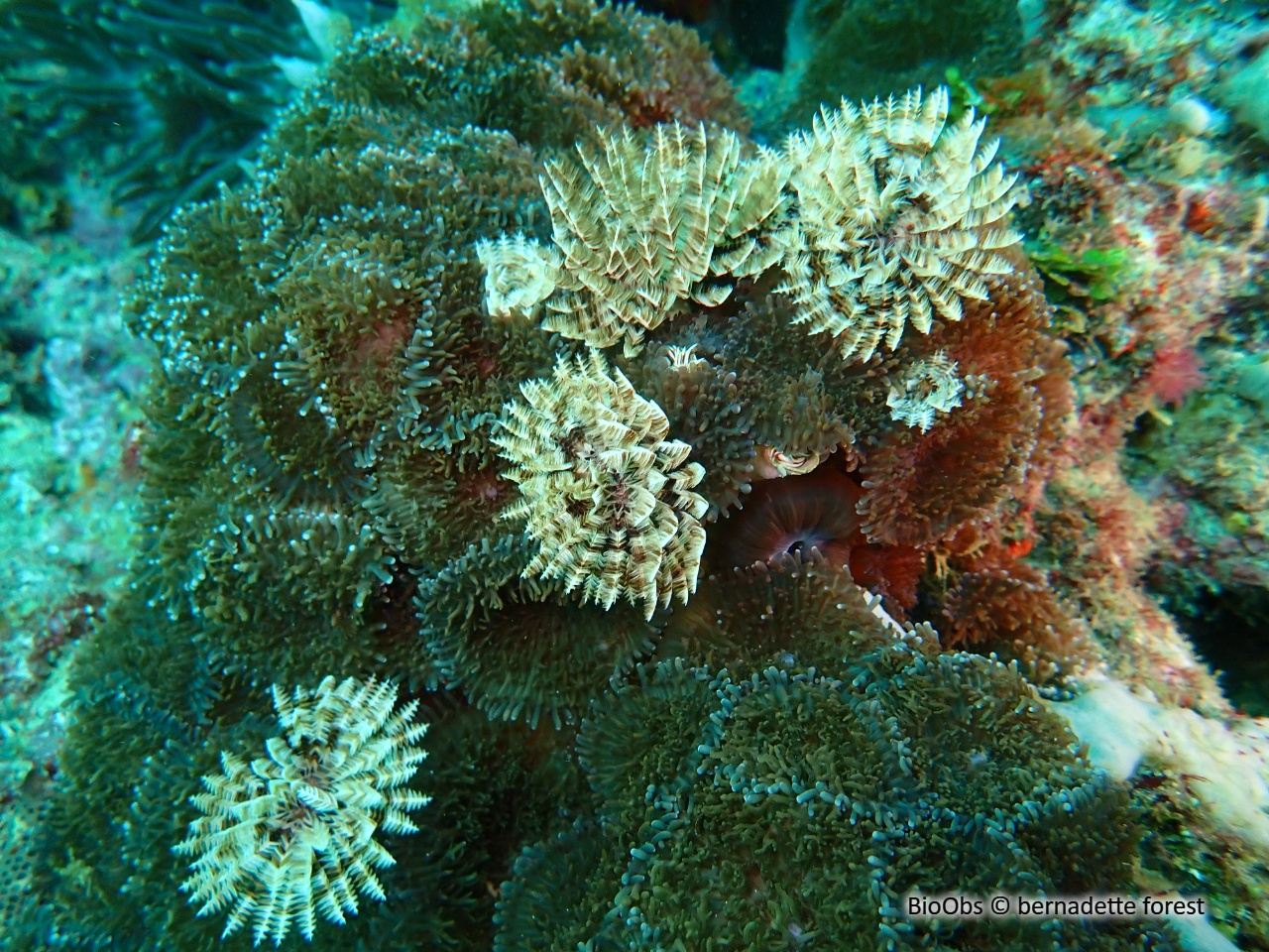 Sabelle brune - Notaulax nudicollis - bernadette forest - BioObs