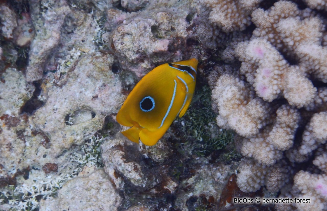 Poisson-papillon de Bennett - Chaetodon bennetti - bernadette forest - BioObs