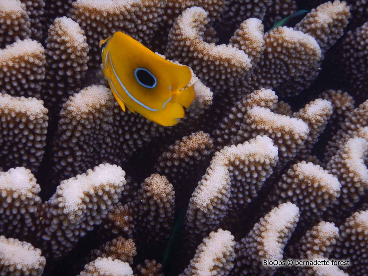 Poisson-papillon de Bennett - Chaetodon bennetti - bernadette forest - BioObs