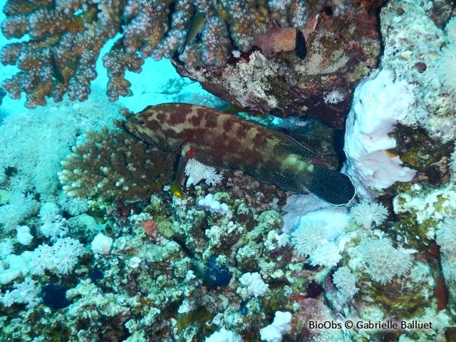 Mérou mi-tacheté - Cephalopholis hemistiktos - bernadette forest - BioObs