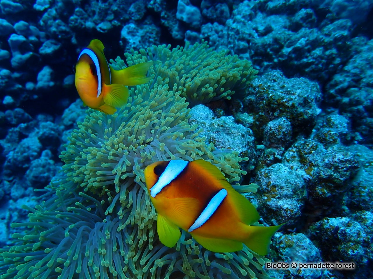 Poisson-clown à deux bandes - Amphiprion bicinctus - bernadette forest - BioObs