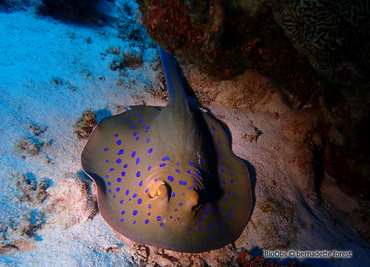 Pastenague queue à ruban - Taeniura lymma - bernadette forest - BioObs