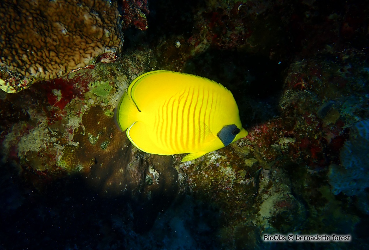 Poisson-papillon jaune - Chaetodon semilarvatus - bernadette forest - BioObs