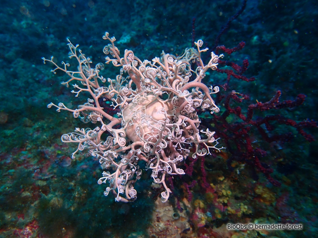 Gorgonocéphale - Astrospartus mediterraneus - bernadette forest - BioObs
