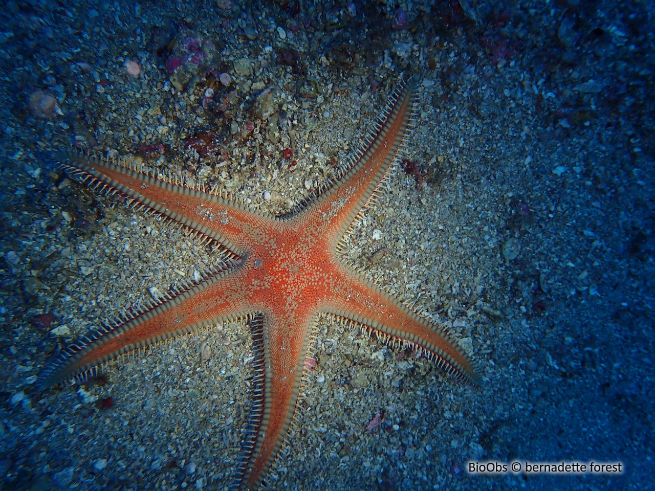 Grande étoile-peigne - Astropecten aranciacus - bernadette forest - BioObs