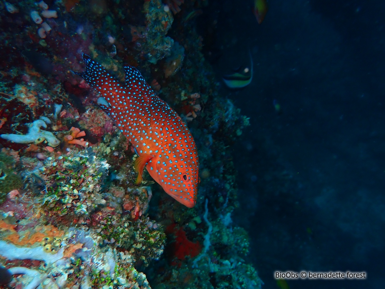 Mérou rouge - Cephalopholis miniata - bernadette forest - BioObs