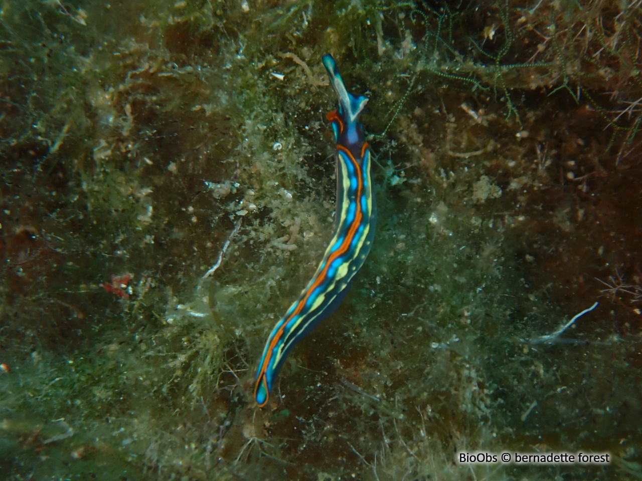 Thuridille de Hope - Thuridilla hopei - bernadette forest - BioObs