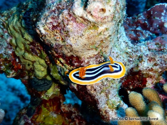 Chromodoris africain - Chromodoris africana - bernadette forest - BioObs